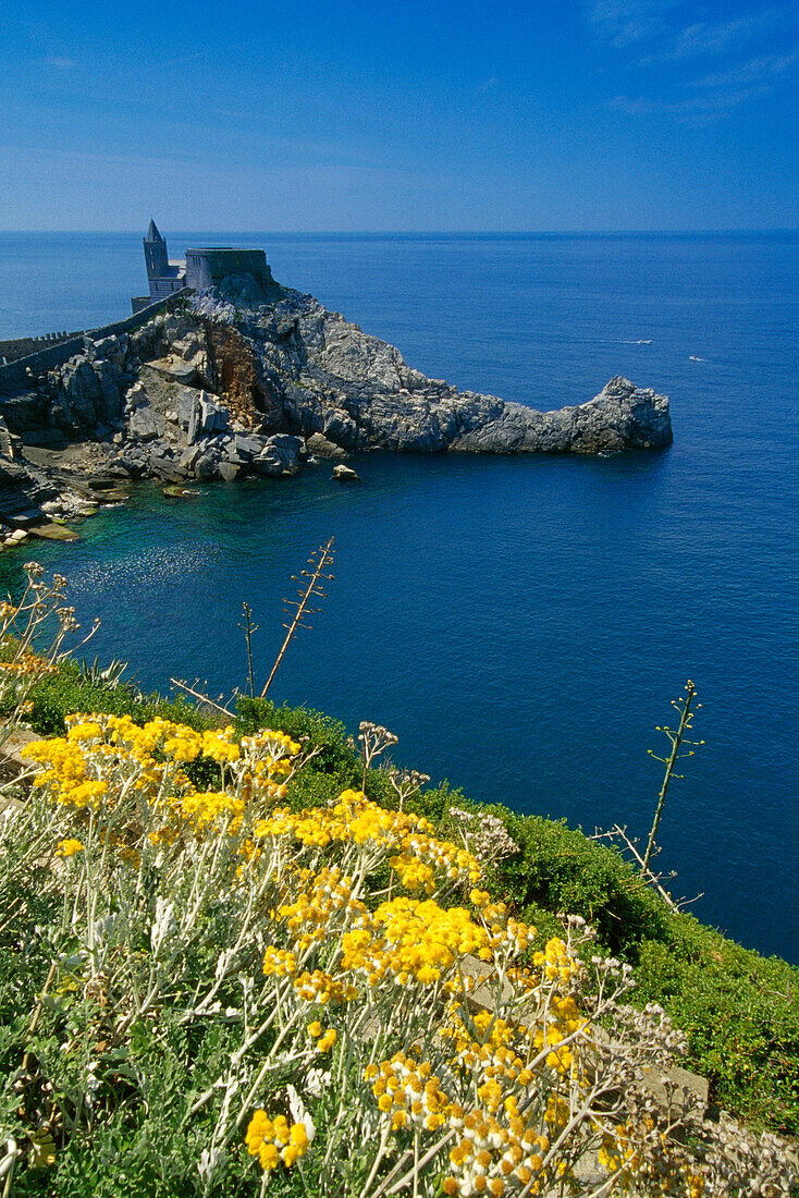 Yellow flowers in front of the church San Pietro on the rocky coast, Portovenere, Italien Riviera, Liguria, Italy, Europe