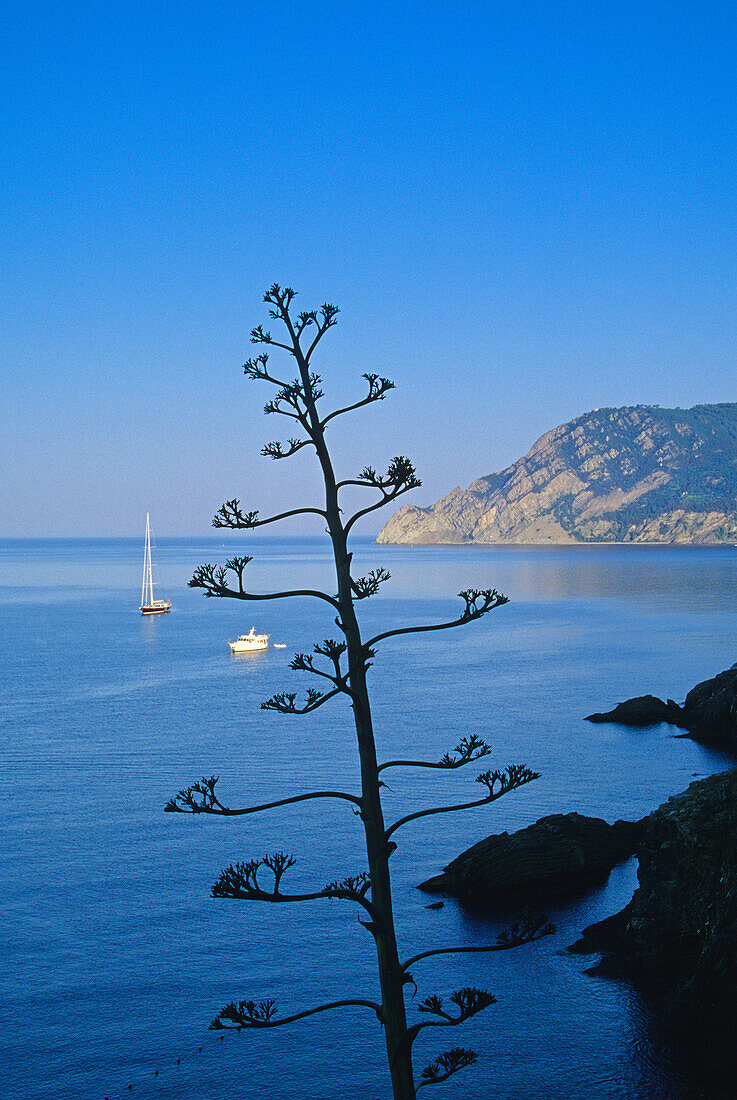 Vegetation, Felsküste und Meer unter blauem Himmel, Cinque Terre, Ligurien, Italienische Riviera, Italien, Europa