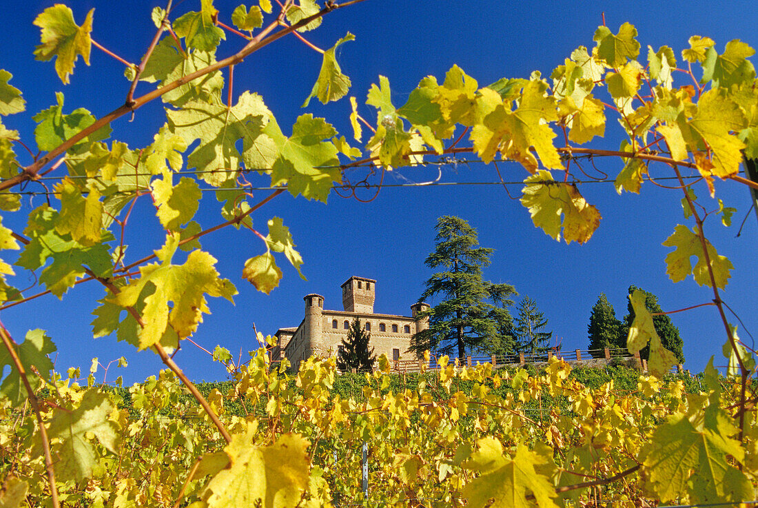 Weinberg und das Castello Grinzane Cavour unter blauem Himmel, Piemont, Italien, Europa