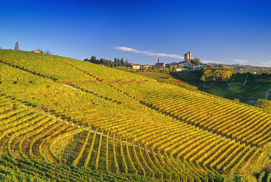 Weinberge vor Serralunga d´Alba im Sonnenlicht, Piemont, Italien, Europa