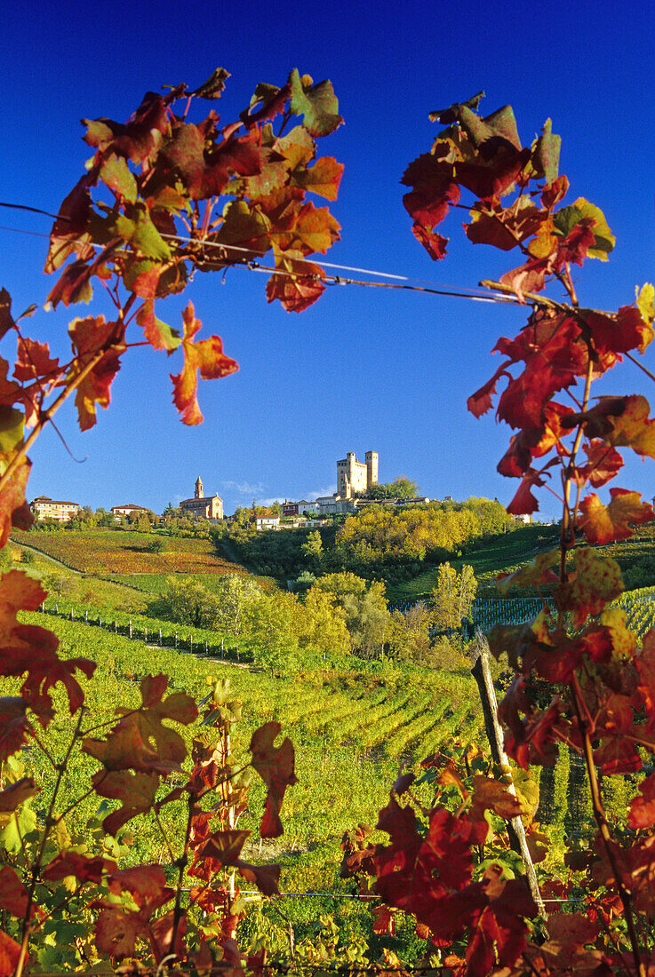 Weinberge vor Serralunga d´Alba im Sonnenlicht, Piemont, Italien, Europa