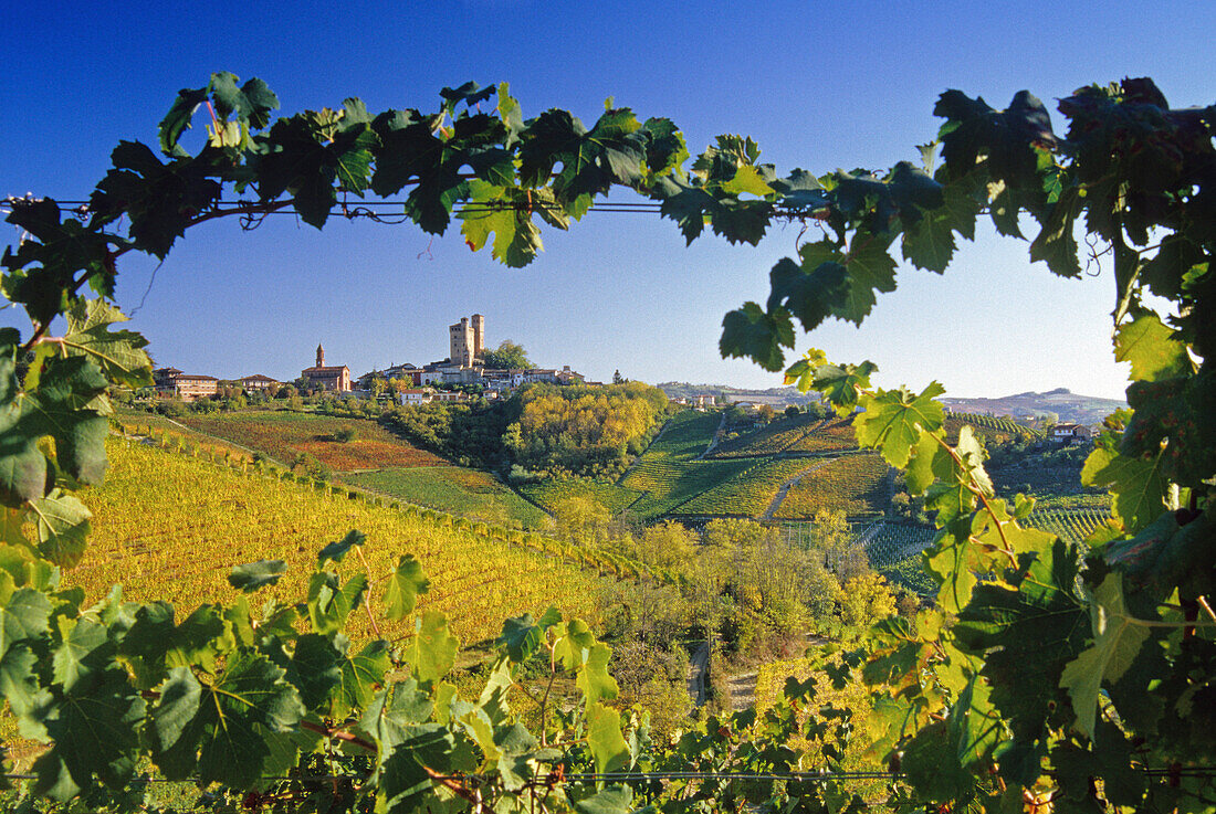 Vineyards in front of Serralunga d´Alba in the sunlight, Piedmont, Italy, Europe