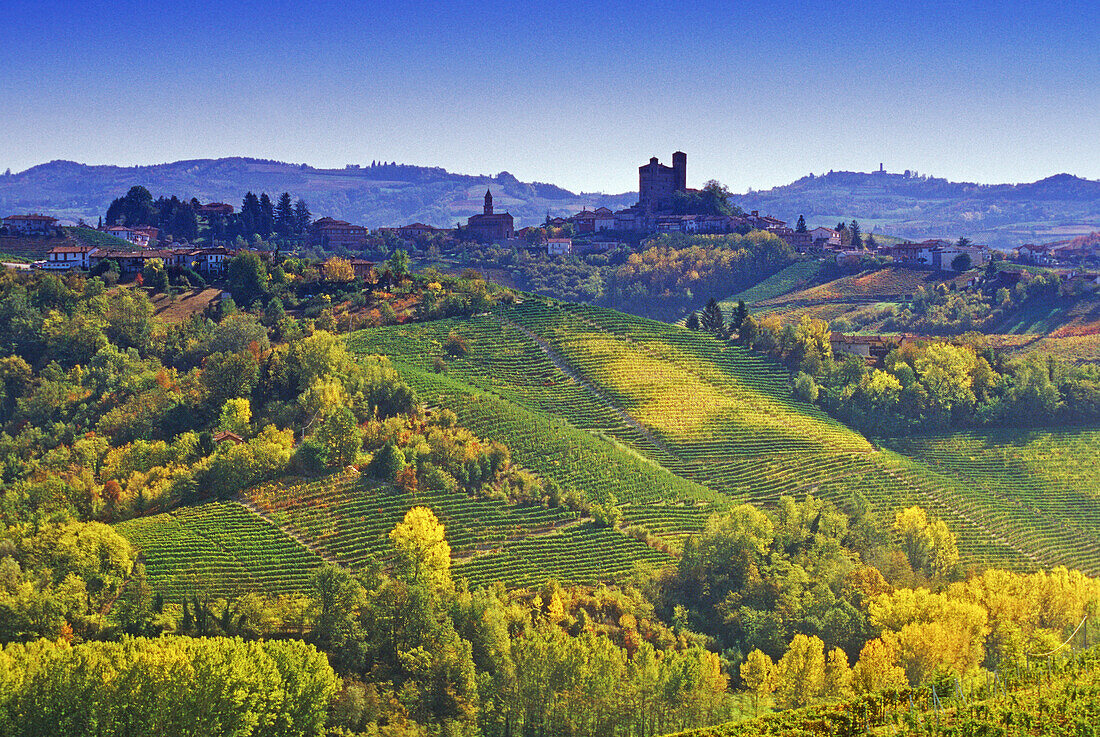 Vineyards in front of Serralunga d´Alba in the sunlight, Piedmont, Italy, Europe