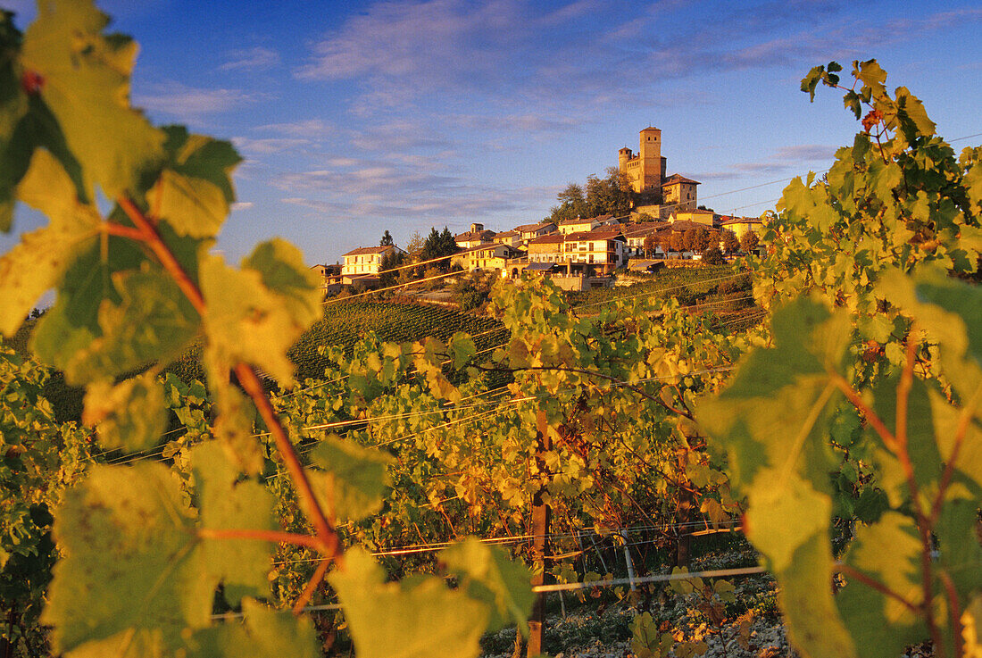Vineyards in front of Serralunga d´Alba in the light of the evening sun, Piedmont, Italy, Europe