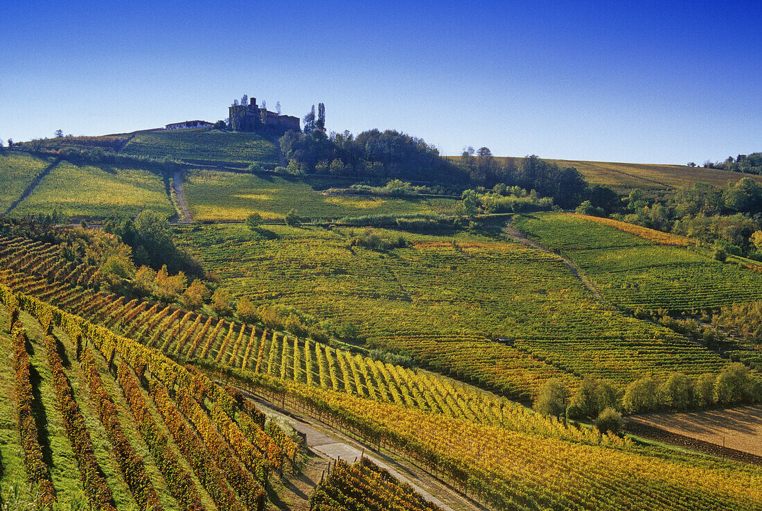Vineyards under blue sky, Piedmont, Italy, Europe