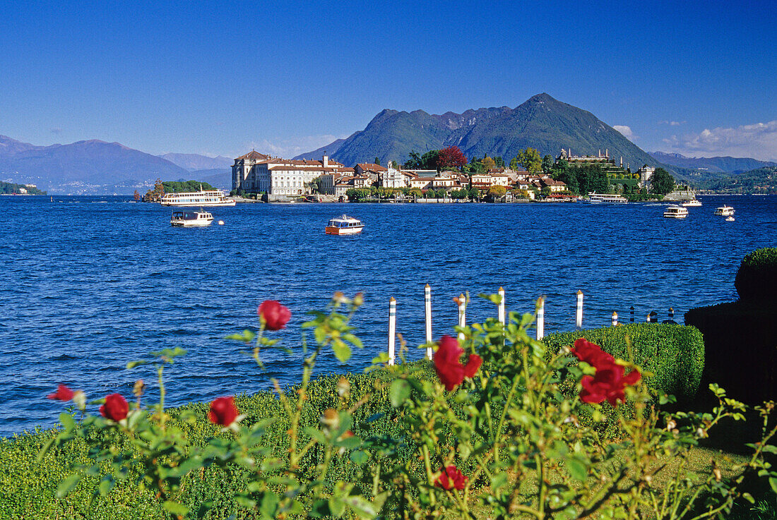 Blick über Rosen zur Isola Bella im Sonnenlicht, Borromäische Inseln, Lago Maggiore, Piemont, Italien, Europa