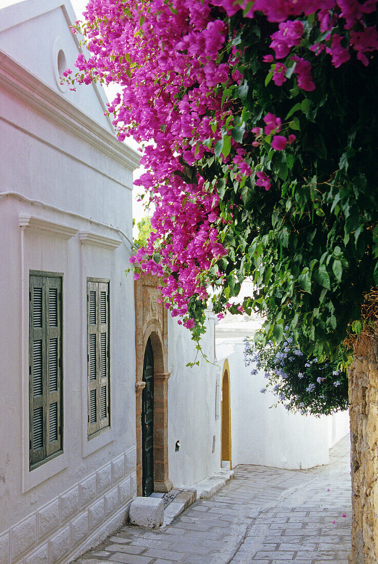 Blooming climber in a deserted alley, Lindos, Island of Rhodes, Greece, Europe