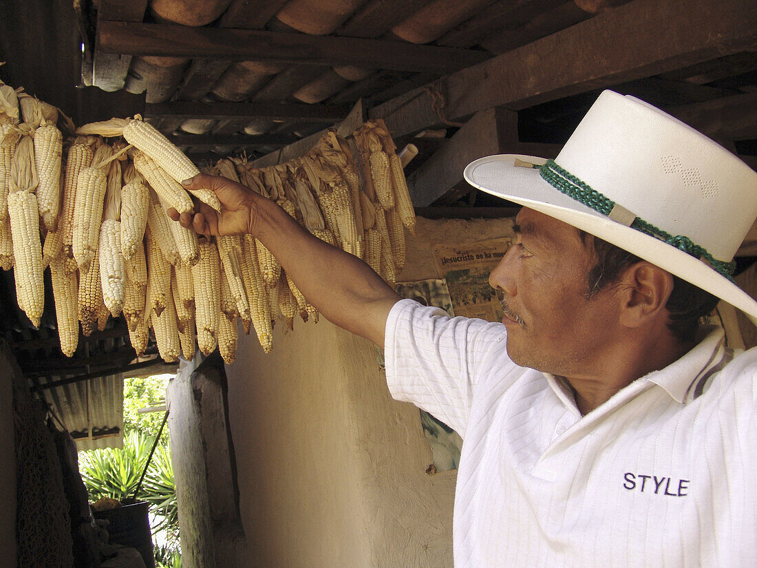 HONDURAS  Farmer drying maize cobs, Marcala