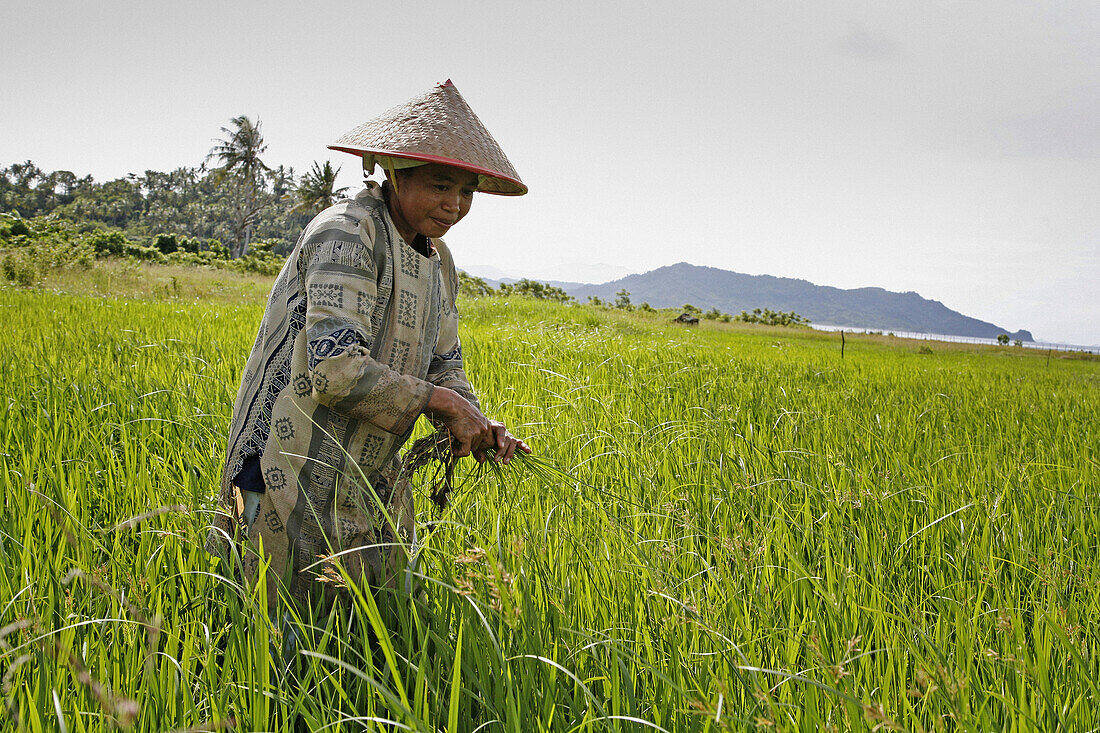 INDONESIA  Irawati, a woman farmer weeding her rice field in Blang Situngkoh, Pulo Aceh, Aceh  This will be the first rice harvest since the tsunami  2 years after the Tsunami