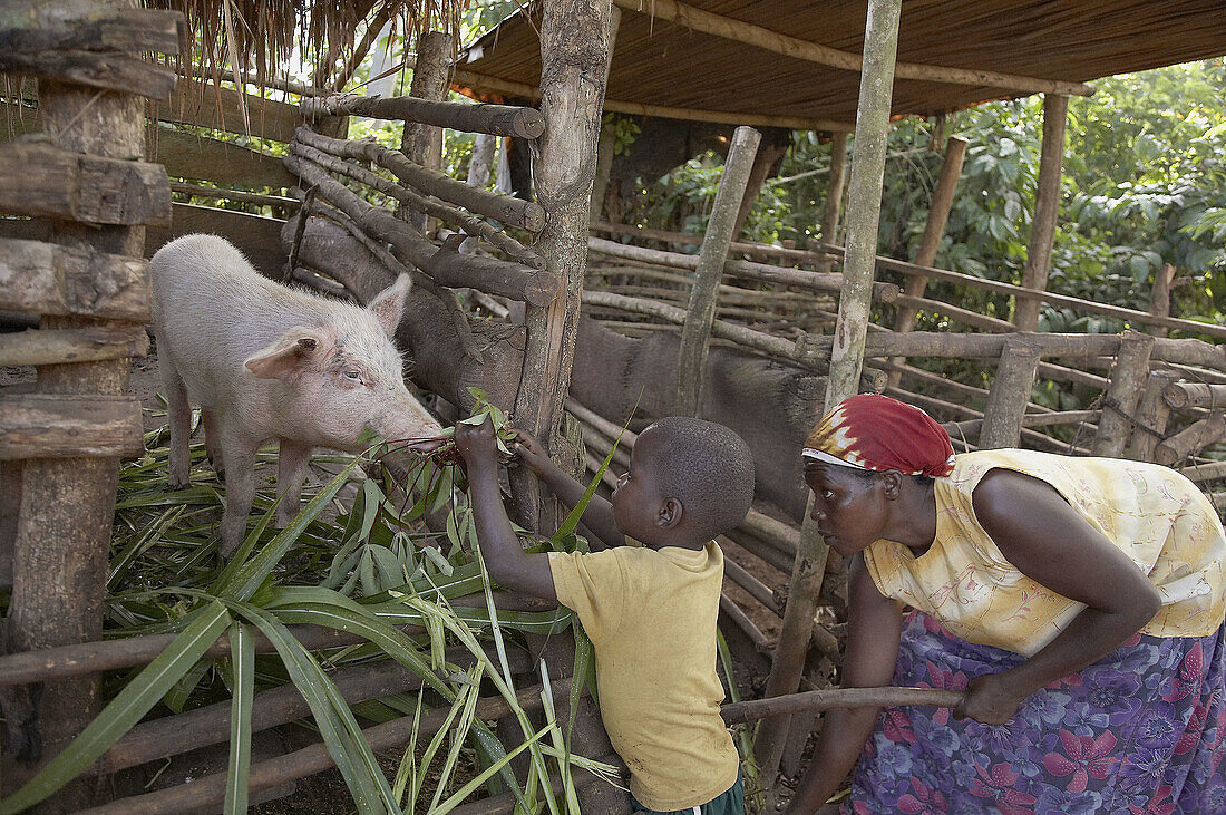 UGANDA  In the home of farmer Najjemba Teopista, Kasaayi village, Kayunga District  Kevin, 5, feeding the pig