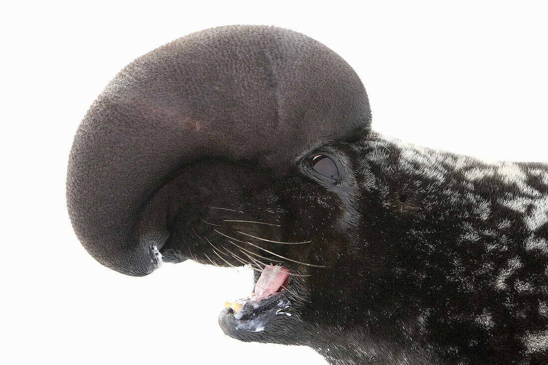 Hooded Seal (Cystophora cristata), male. Magdalen Islands, Quebec, Canada
