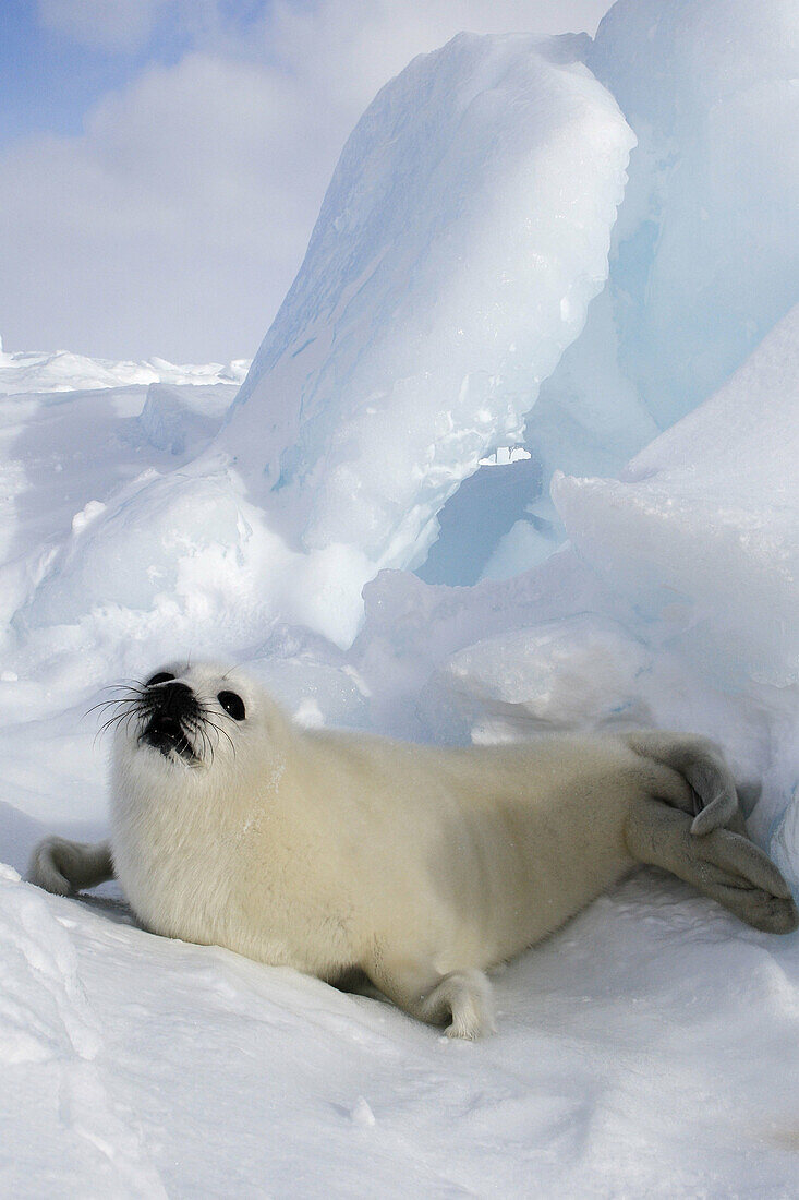 Harp Seal (Phoca groenlandica), pup. Magdalen Islands, Quebec, Canada