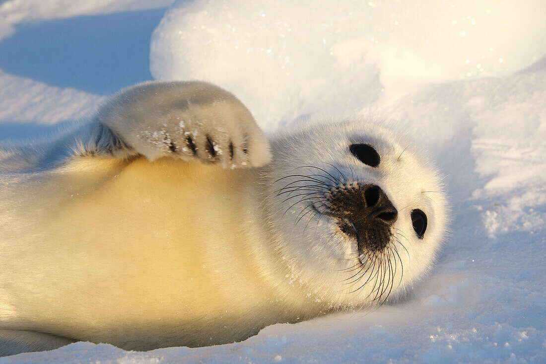 Harp Seal (Phoca groenlandica), pup. Magdalen Islands, Quebec, Canada