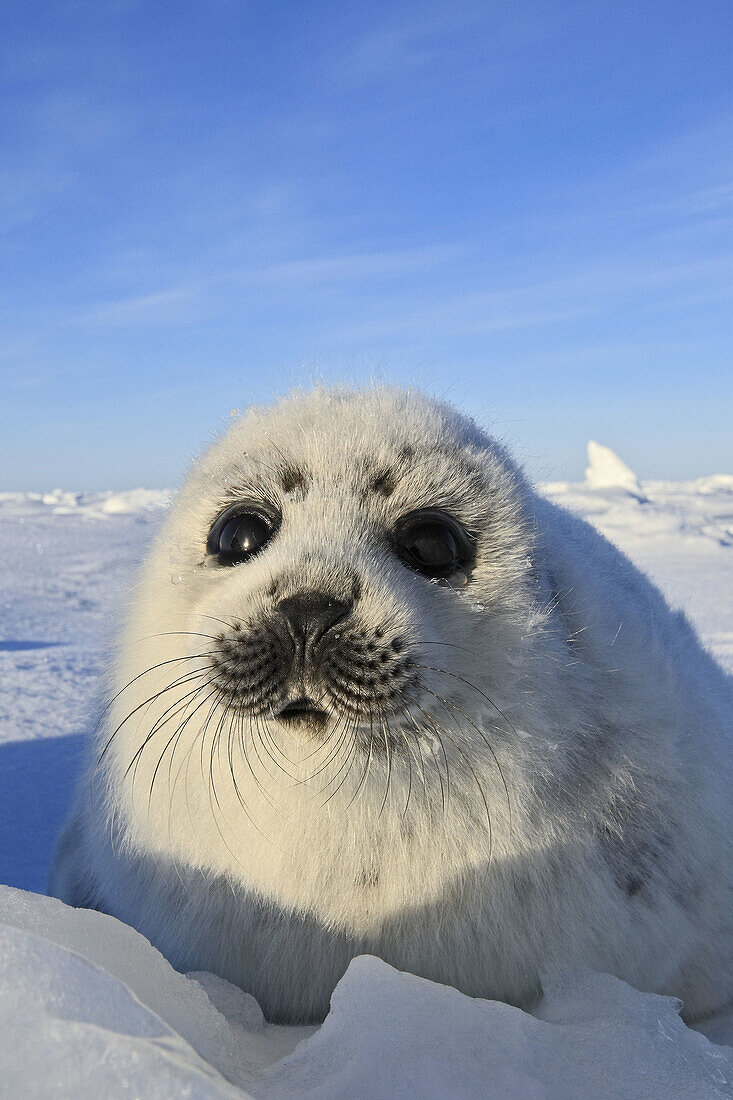 Harp Seal (Phoca groenlandica), pup. Magdalen Islands, Quebec, Canada