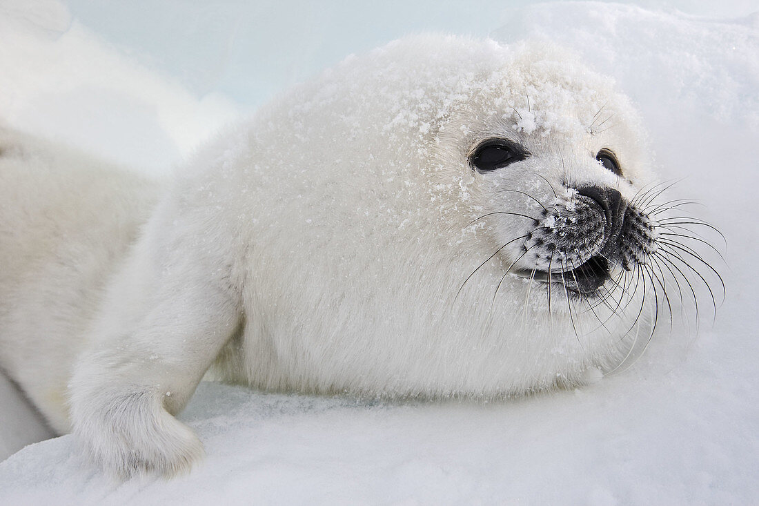 Harp Seal (Phoca groenlandica), pup. Magdalen Islands, Quebec, Canada