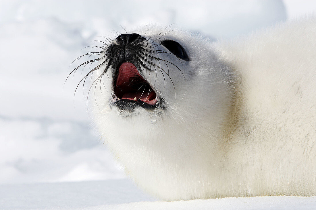 Harp Seal (Phoca groenlandica), pup. Magdalen Islands, Quebec, Canada