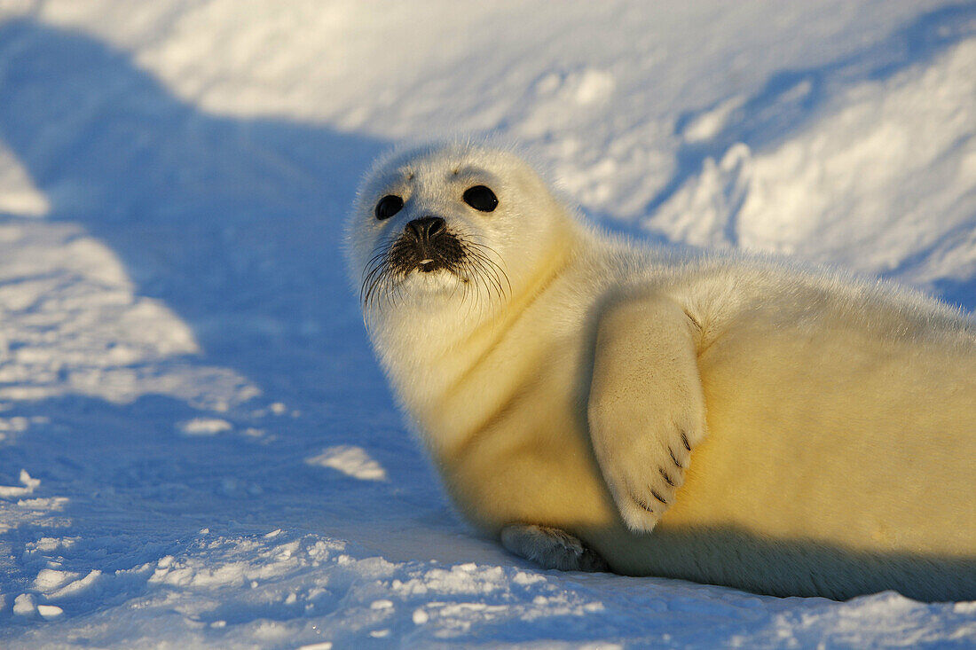 Harp Seal (Phoca groenlandica), pup. Magdalen Islands, Quebec, Canada