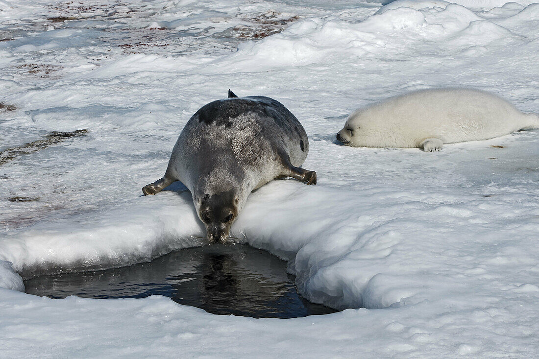 Harp Seal (Phoca groenlandica), female and pup. Magdalen Islands, Quebec, Canada