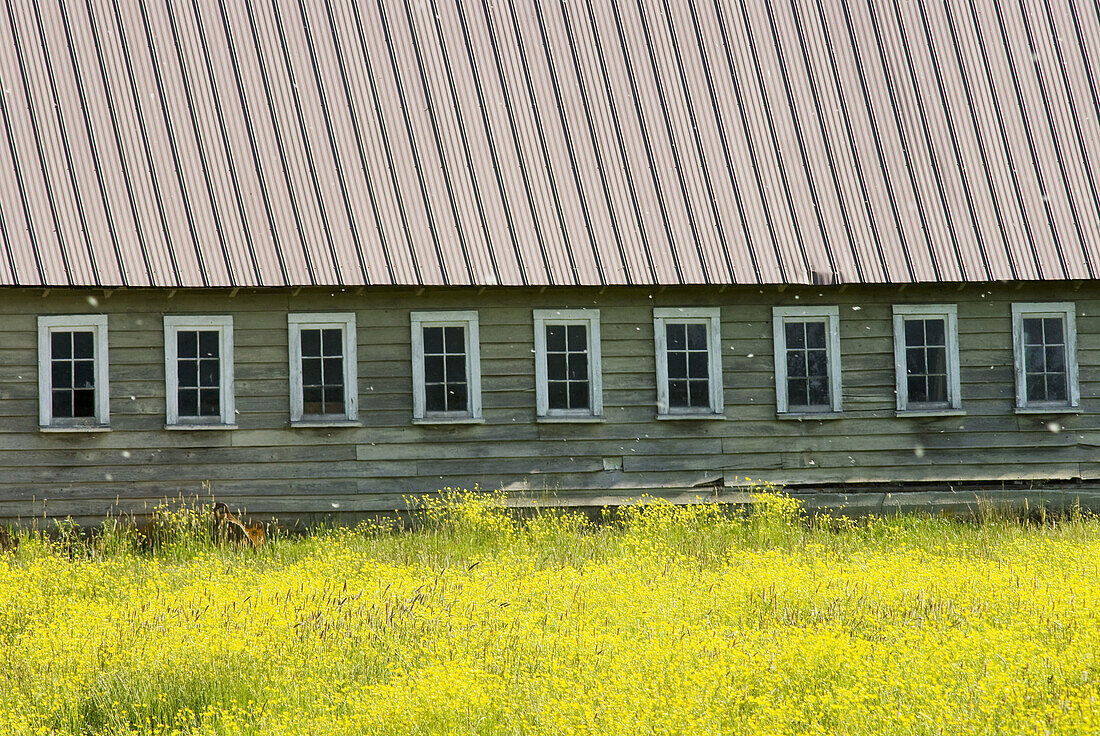 Yellow field and farm building, Surrey, BC, Canada