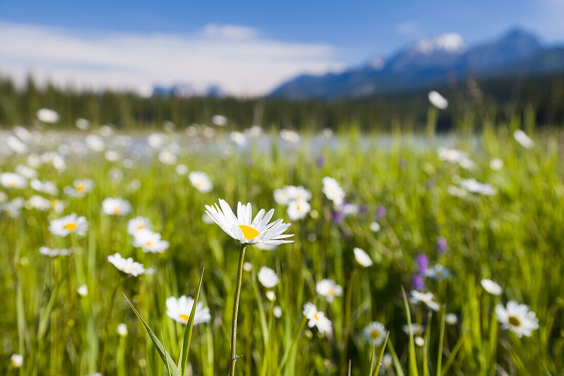 Wild Daisys (Bellis perennis) & The Rockies, Kootenay National Park, British Colombia, Canada