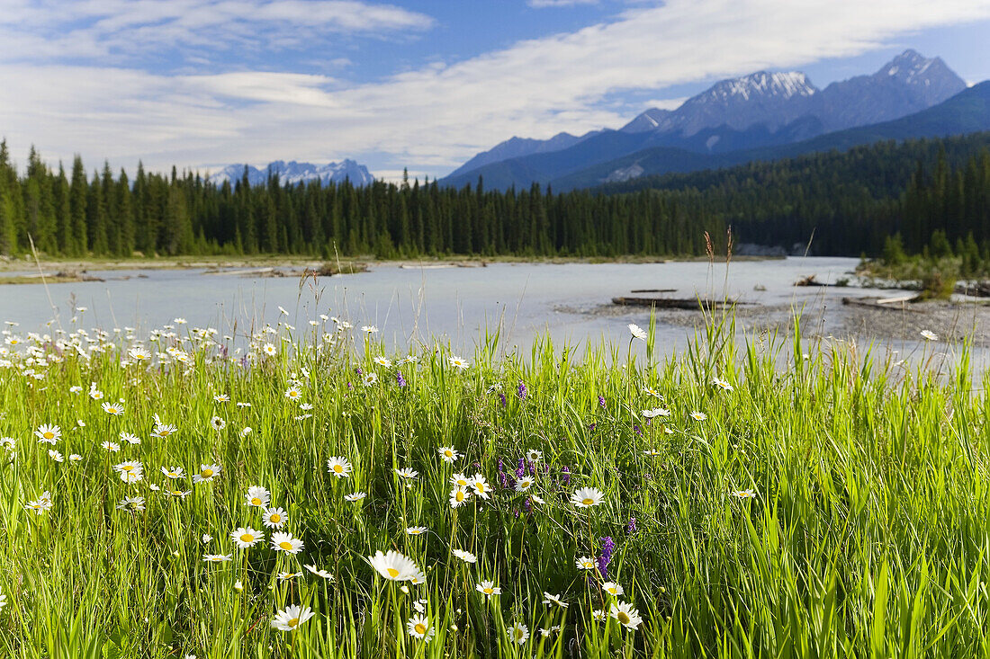 Wild Daisys (Bellis perennis) & The Rockies, Kootenay National Park, British Colombia, Canada