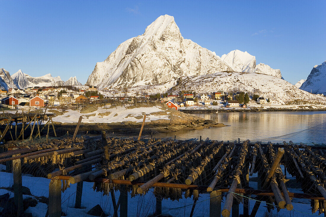 Drying Henningsvaer fish, Reine, Lofoten, Norway