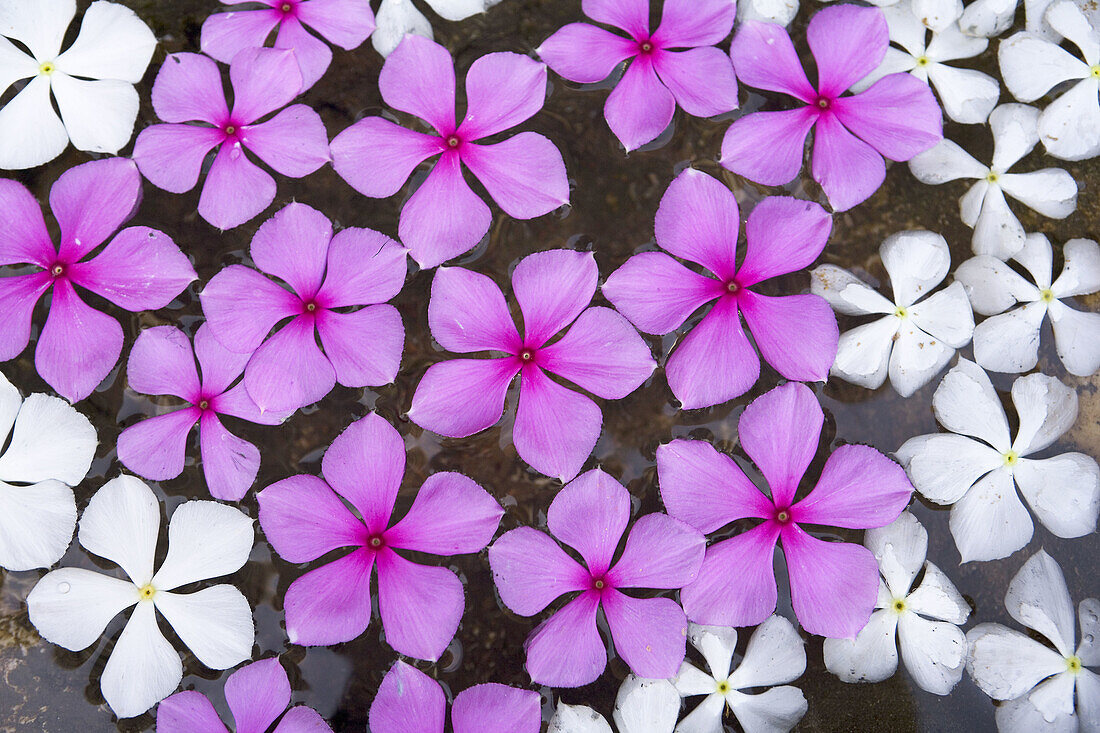 Flower heads on water, Lamu, Kenya