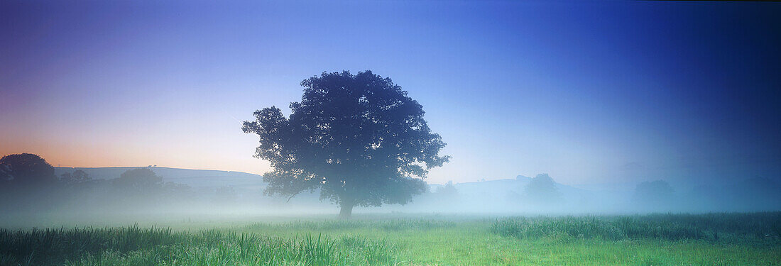 Single tree in mist, North Devon, UK