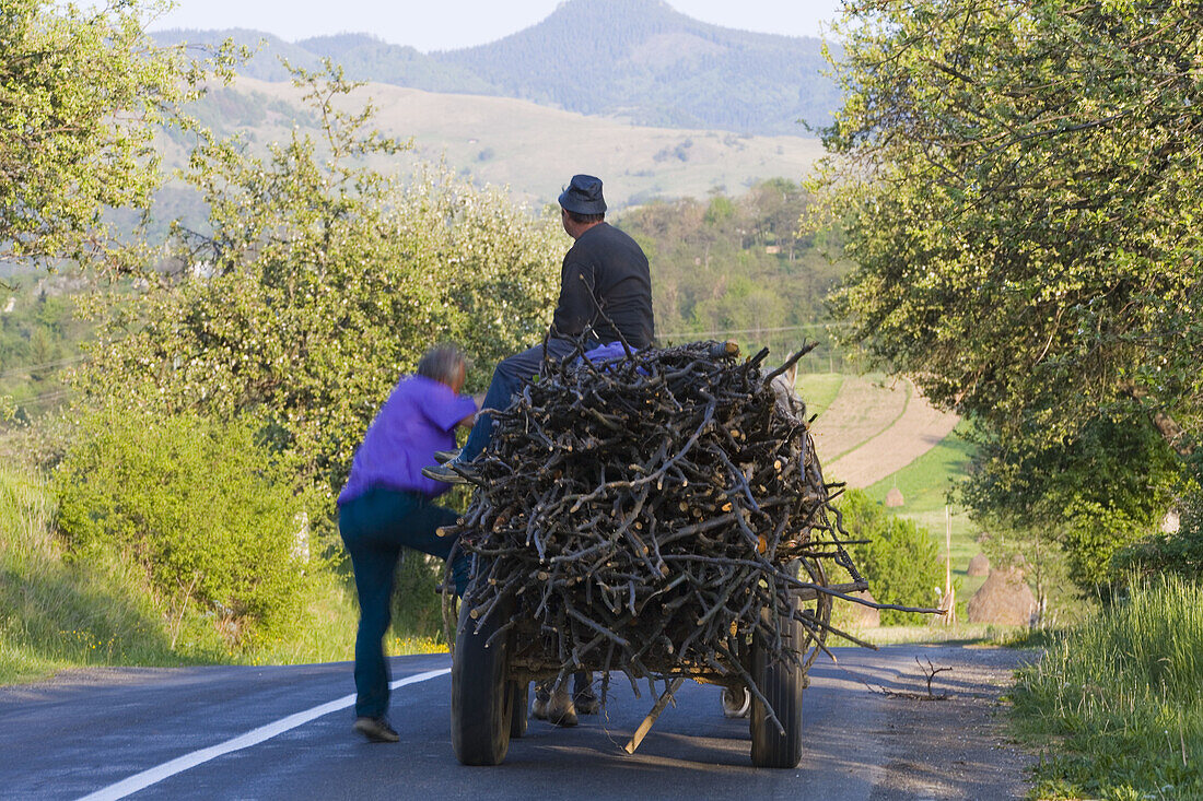 Cart hauling wood near Budesti, Maramures, Romania