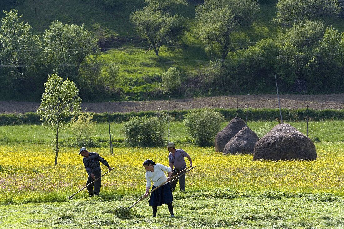 Hay making, Maramures, Romania