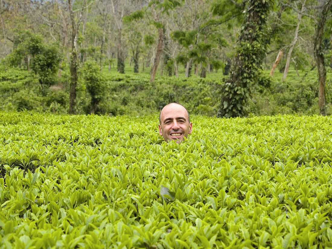 head sticking out of a tea plantation in Assam India