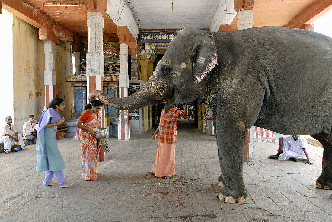 Devotees receiving  blessings from the temple elephant at Adi Kumbeshvara Temple in Kumbakonam. Kumbakonam is one of the most sacred cities in Tamil Nadu, India.