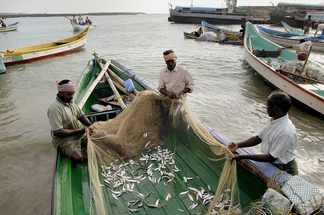 Fishermen collecting fish from the net, Kanyakumari, India.
