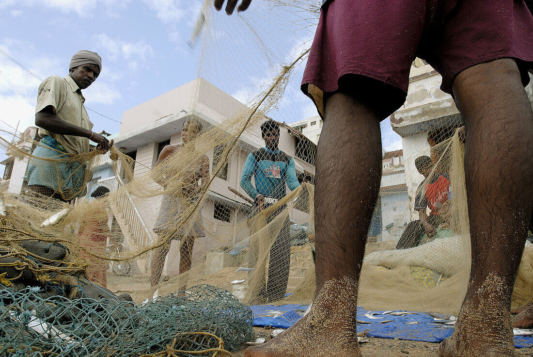 Fishermen collecting fish from the net, Kanyakumari, India.