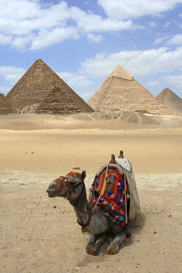 Great Pyramids of Giza and camel