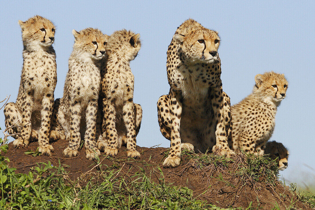 Mother cheetah and cubs on a termite mound in the Masai Mara, Kenya