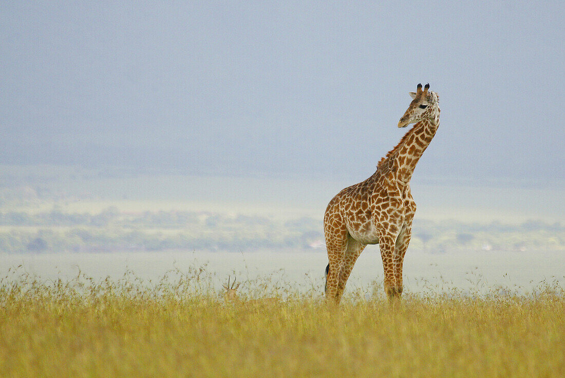 A Masaii giraffe walking on the plains of the Masaii Mara, Kenya