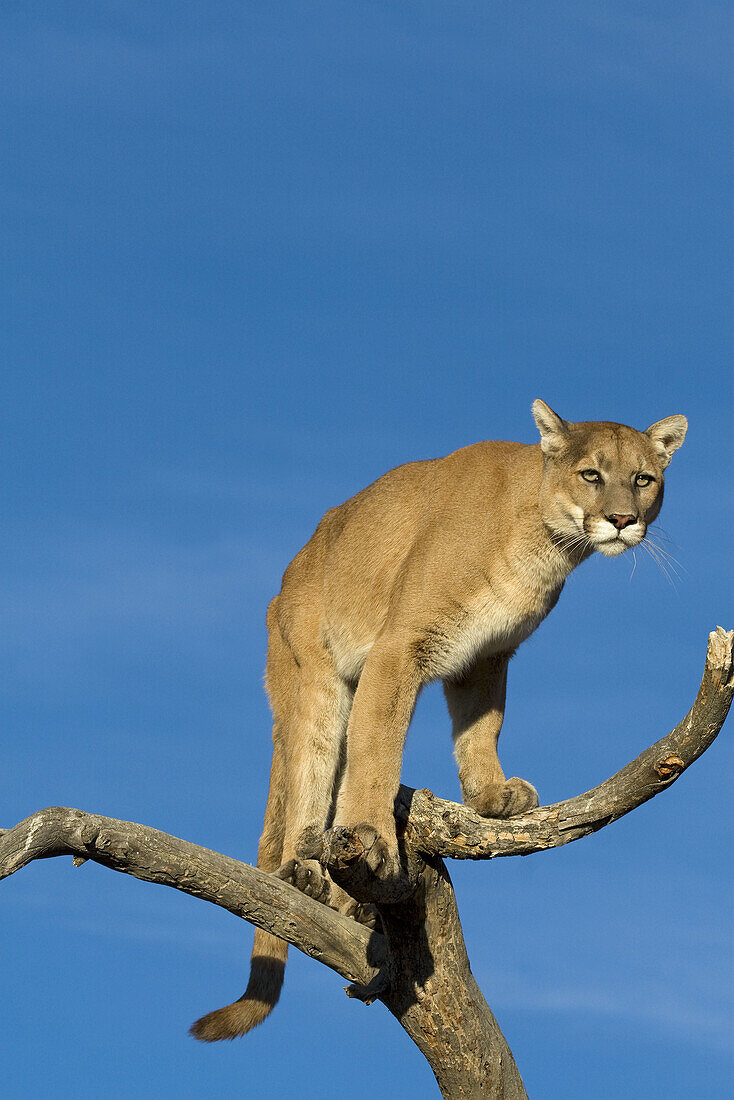 A Cougar Stands in a Tree to Get a Better Look