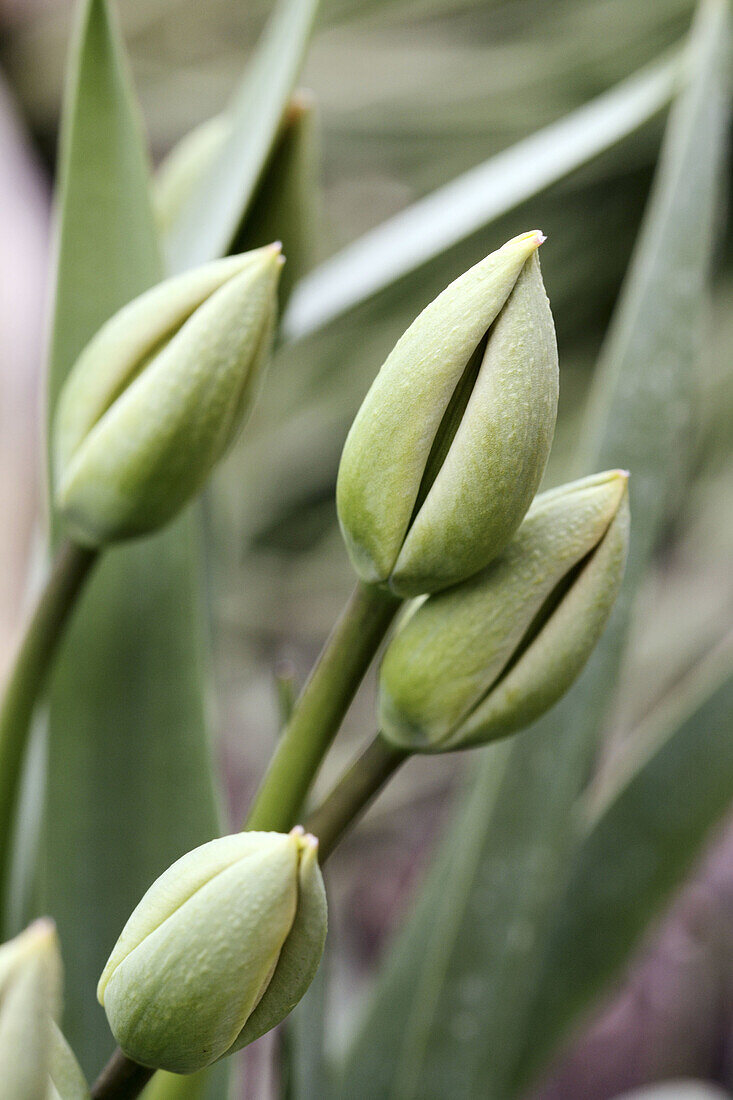 Closed tulip bud awaiting the early morning sunlight