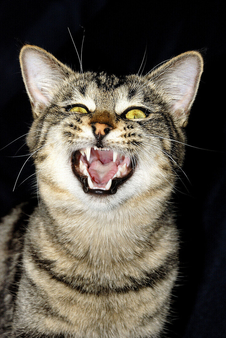 Tiger green eyed cat, growling over a black background, New Zealand