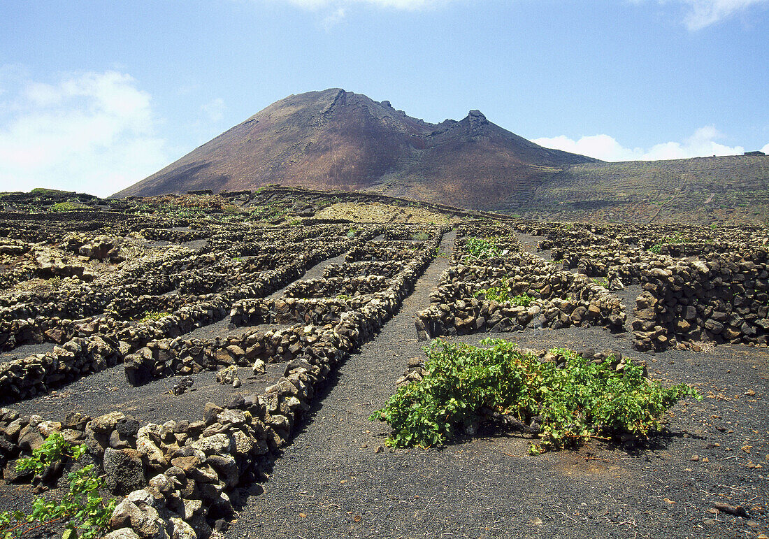 Weinberg und Vulkan Corona Yé Insel Lanzarote Kanarische Inseln Spanien