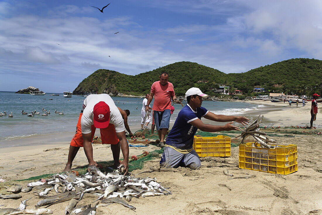 Fishermen sorting fishes, Playa Guayacan, Isla Margarita, Nueva Esparta, Venezuela