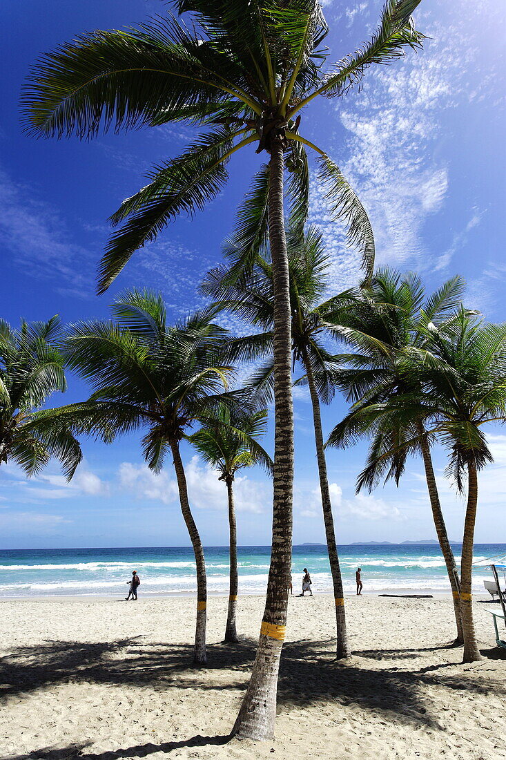 Palmenstrand, Playa El Aqua, Isla Margarita, Nueva Esparta, Venezuela