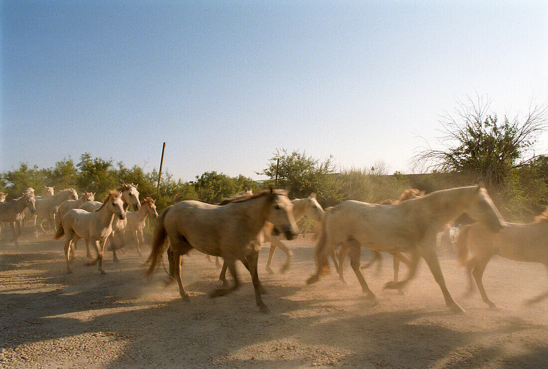 Herd of white horses, Camargue, France