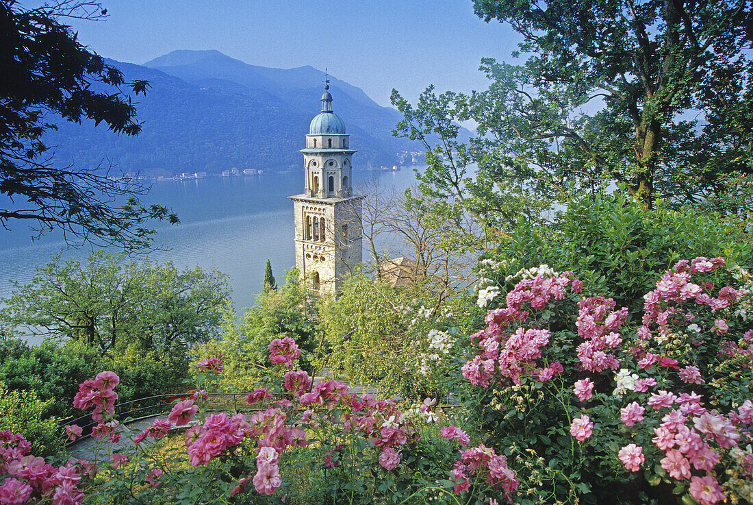 Roses in front of the steeple of Morcote and the Lago di Lugano, Ticino, Switzerland, Europe