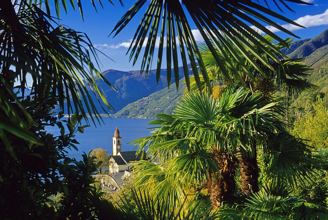 Blick über die Kirche von Ronco sopra Ascona zum Lago Maggiore, Tessin, Schweiz, Europa