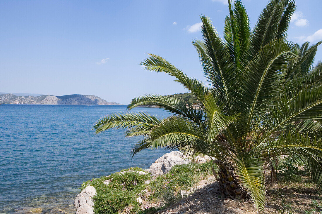 Palm tree and coastline in the sunlight, Ermioni, Peloponnese, Greece, Europe