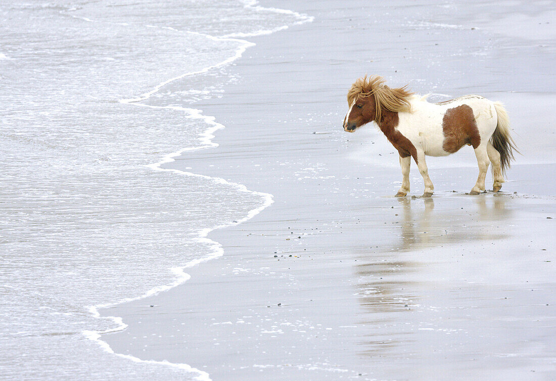 Shetland pony on a beach, Unst, Shetland, Scotland, UK