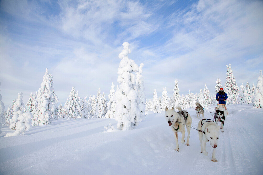 Finland, Lapland, sled