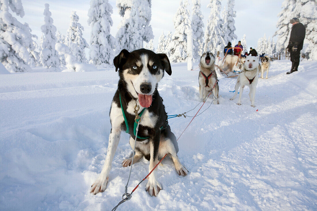 Finland, Lapland, sled